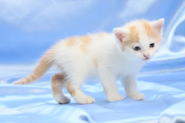 Piccolo grazioso gattino — Foto Stock