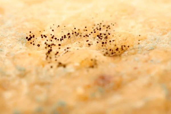 Mould growing on old bread — Stock Photo, Image