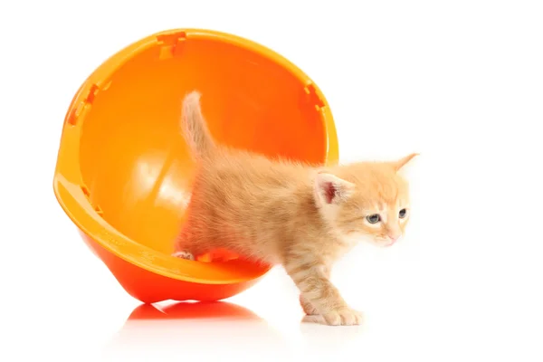 Small kitten and orange hardhat — Stock Photo, Image