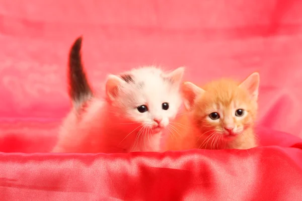 Small kittens on red — Stock Photo, Image