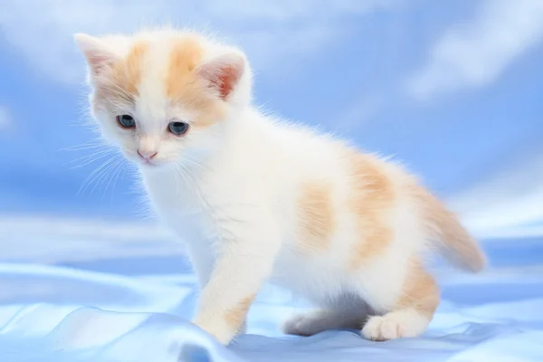 Pequeno gatinho bonito — Fotografia de Stock