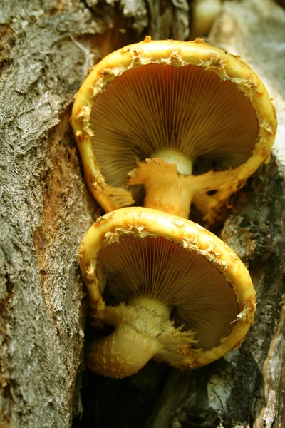 Two wood mushrooms on a bark of a tree — Stock Photo, Image