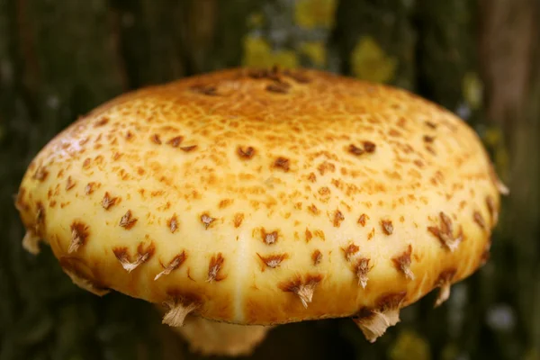 Wood mushroom on a bark of a tree close — Stock Photo, Image