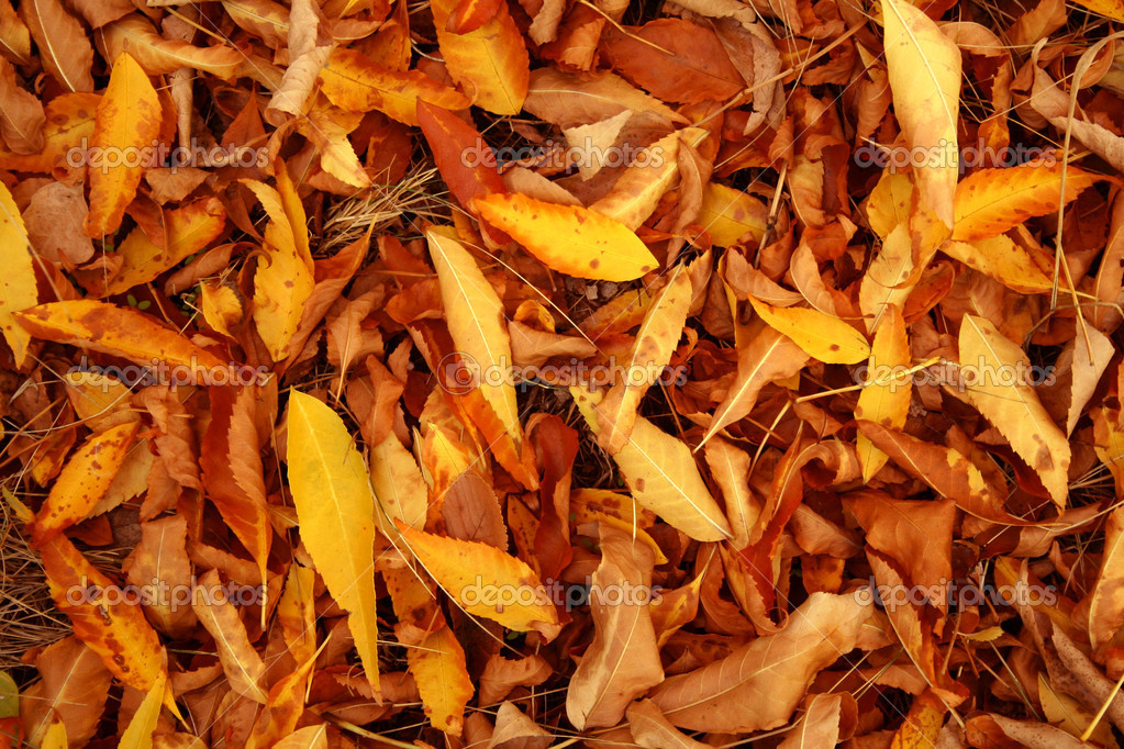Automne Tombe Feuilles De Couleur Rouge Sur Une Herbe Seche Image Libre De Droit Par Parrus C 14441339