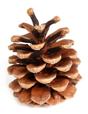 Beyaz arkaplanda çam kozalağı