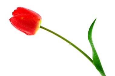 çiğ damlaları ile kırmızı lale