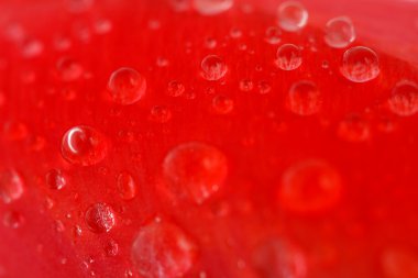 çiğ damlaları ile kırmızı lale