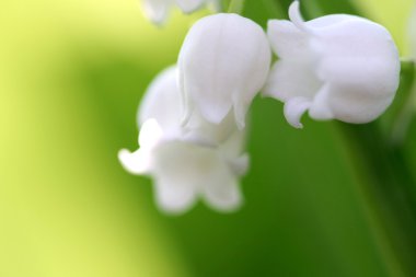 çiçek açan lily vadi