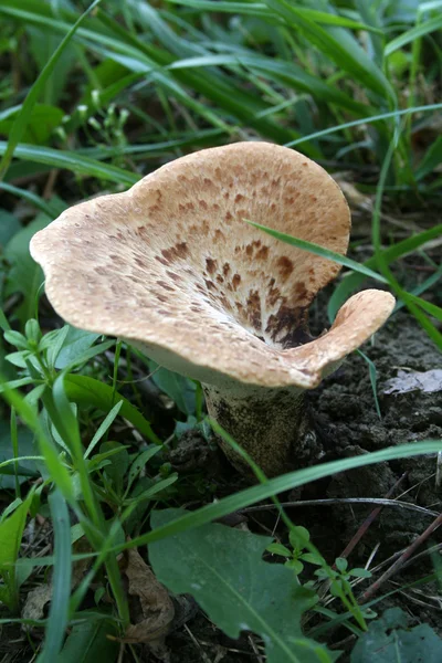 Forest mushroom in an environment of a green grass — Stock Photo, Image
