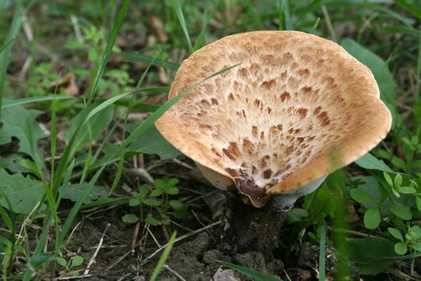 녹색 잔디의 환경에서 숲 버섯 — 스톡 사진