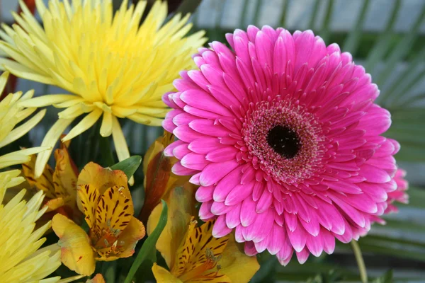 Multicolored flowers — Stock Photo, Image