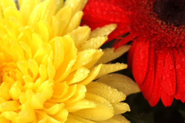 Röd gerbera och gul aster — Stockfoto