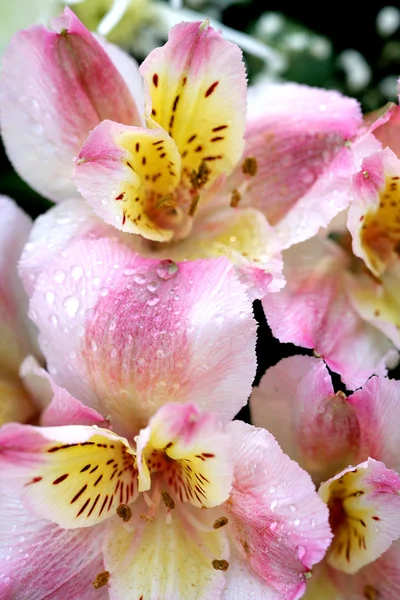 Lily and raindrops — Stock Photo, Image