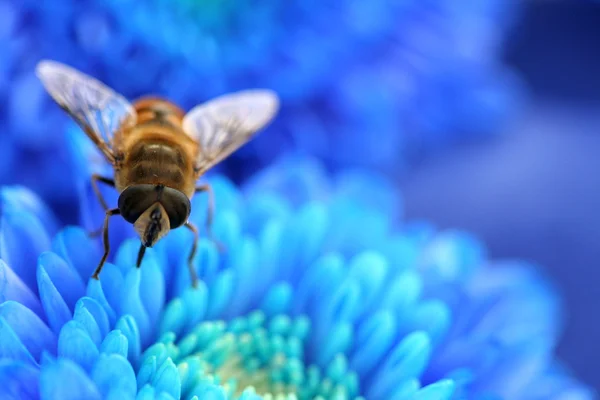 Bee op blauwe aster — Stockfoto