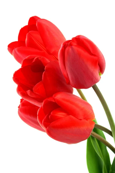 Bouquet di tulipani rossi — Foto Stock