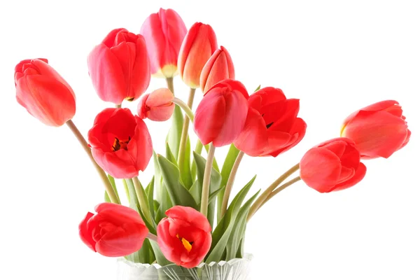 Bouquet of red tulips — Stock Photo, Image