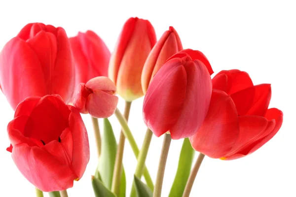 Bouquet of red tulips — Stock Photo, Image