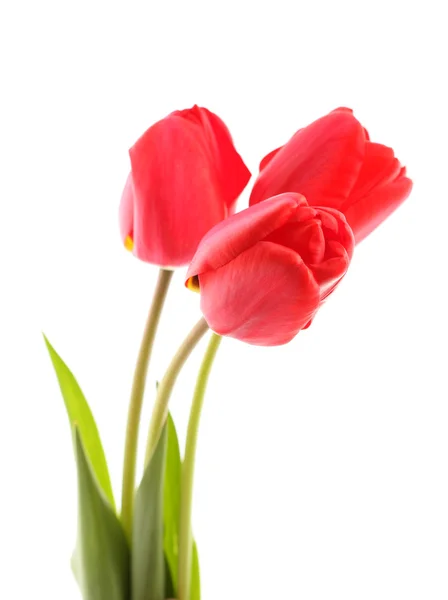 Bouquet of red tulips — Stock Photo, Image