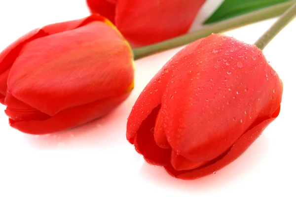 Rote Tulpe mit Tautropfen — Stockfoto