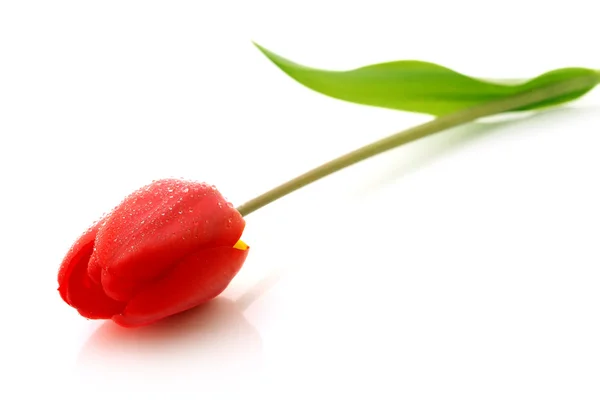 Rote Tulpe mit Tautropfen — Stockfoto