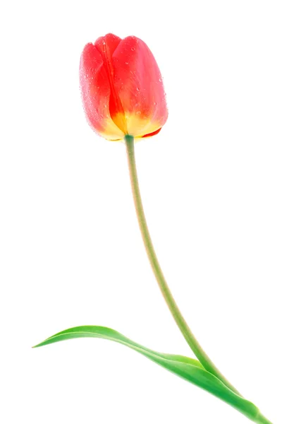Červený Tulipán s kapkami Rosy — Stock fotografie