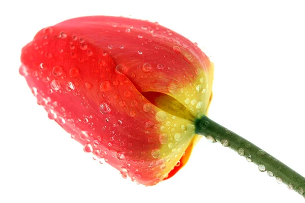 Červený Tulipán s kapkami Rosy — Stock fotografie
