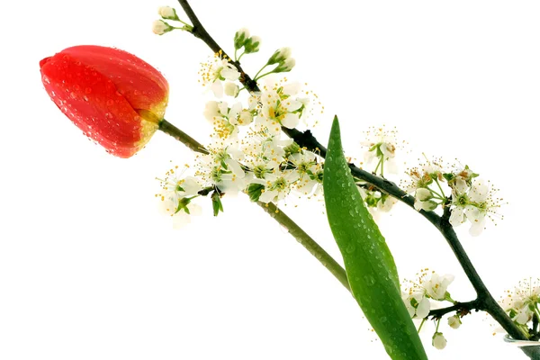 Cherry blossom and tulip — Stock Photo, Image