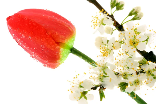 Třešňový květ a Tulipán — Stock fotografie