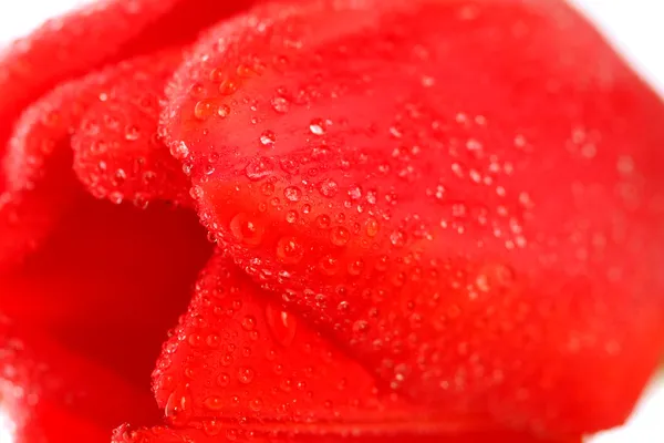 Red tulip with dew drops — Stock Photo, Image