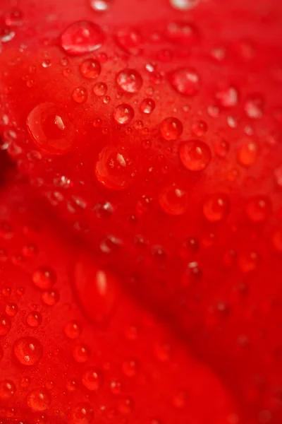 Red tulip with dew drops — Stock Photo, Image