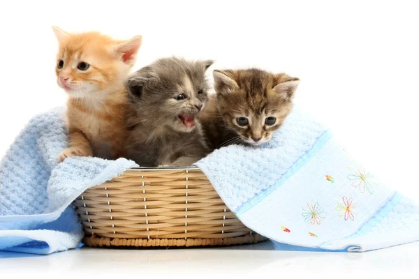 Pequeños gatitos en cesta de paja — Foto de Stock