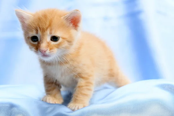 Small pretty kitten — Stock Photo, Image