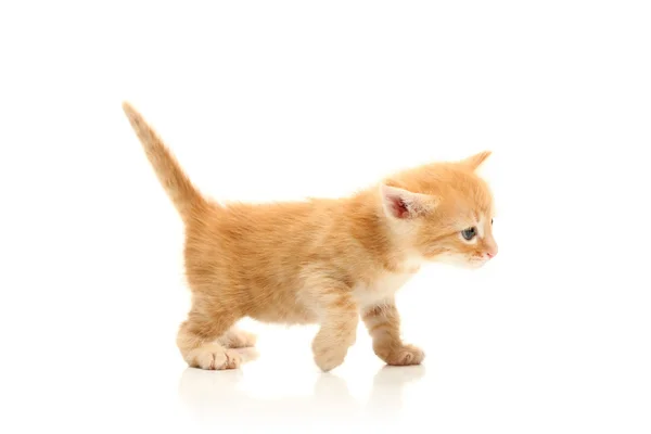 Küçük tatlı kedicik — Stok fotoğraf