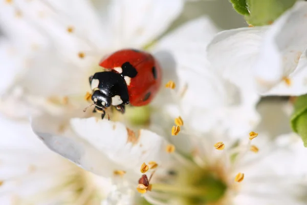 Ladybird on a flower — Stock Photo, Image