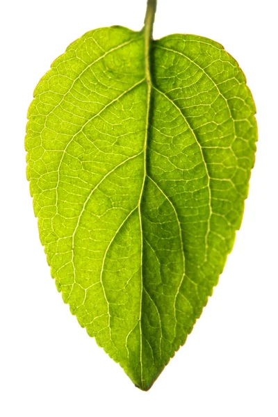 Green leaf — Stock Photo, Image