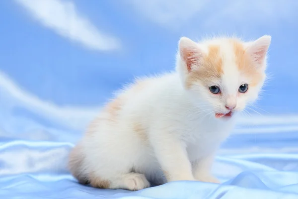 Pequeno gatinho bonito — Fotografia de Stock