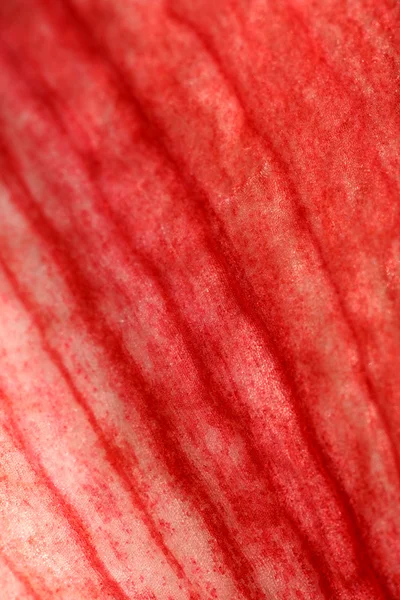 Red lily — Stock Photo, Image