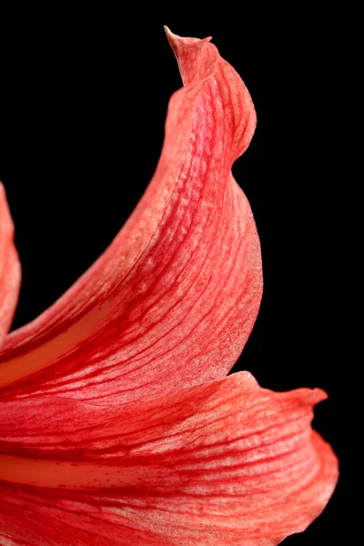 Red lily — Stock Photo, Image