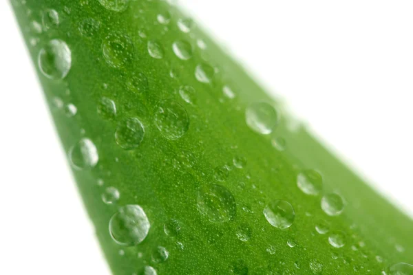 Zielony liść z kroplami Obraz Stockowy