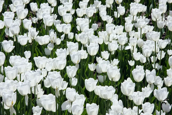 Białe tulipany Obraz Stockowy