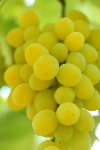 Zielony winogron klastra — Zdjęcie stockowe