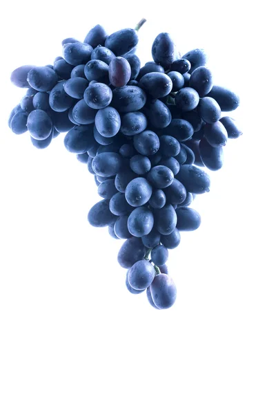 Blue grape cluster — Stock Photo, Image