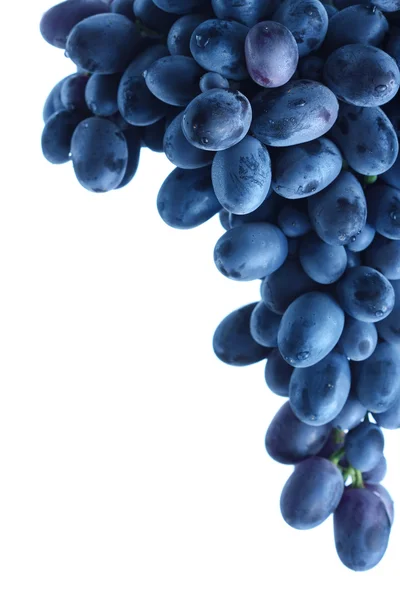 Blue grape cluster — Stock Photo, Image