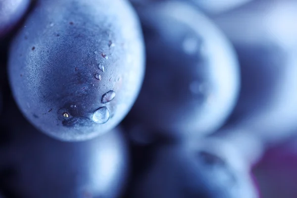 Синій винограду кластер — стокове фото