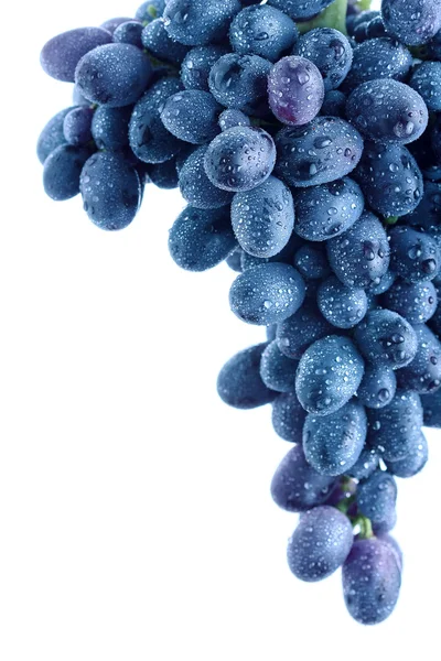 Blue grape cluster — Stock Photo, Image