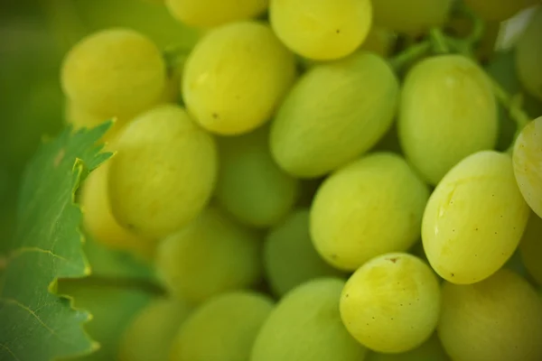 Green grape cluster Stock Image