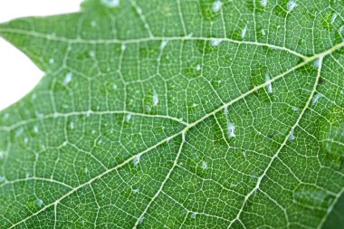 çiy ile üzüm yaprağı