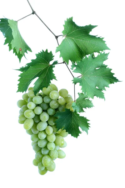 Racimo de uva verde con hojas en la vid —  Fotos de Stock