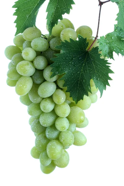 Grappe de raisins verts avec feuilles sur vigne — Photo