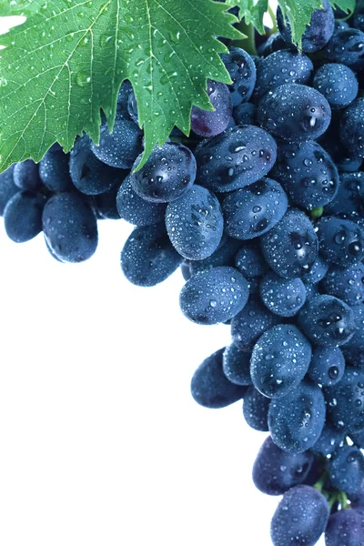 Conjunto de uvas azuis com folhas — Fotografia de Stock